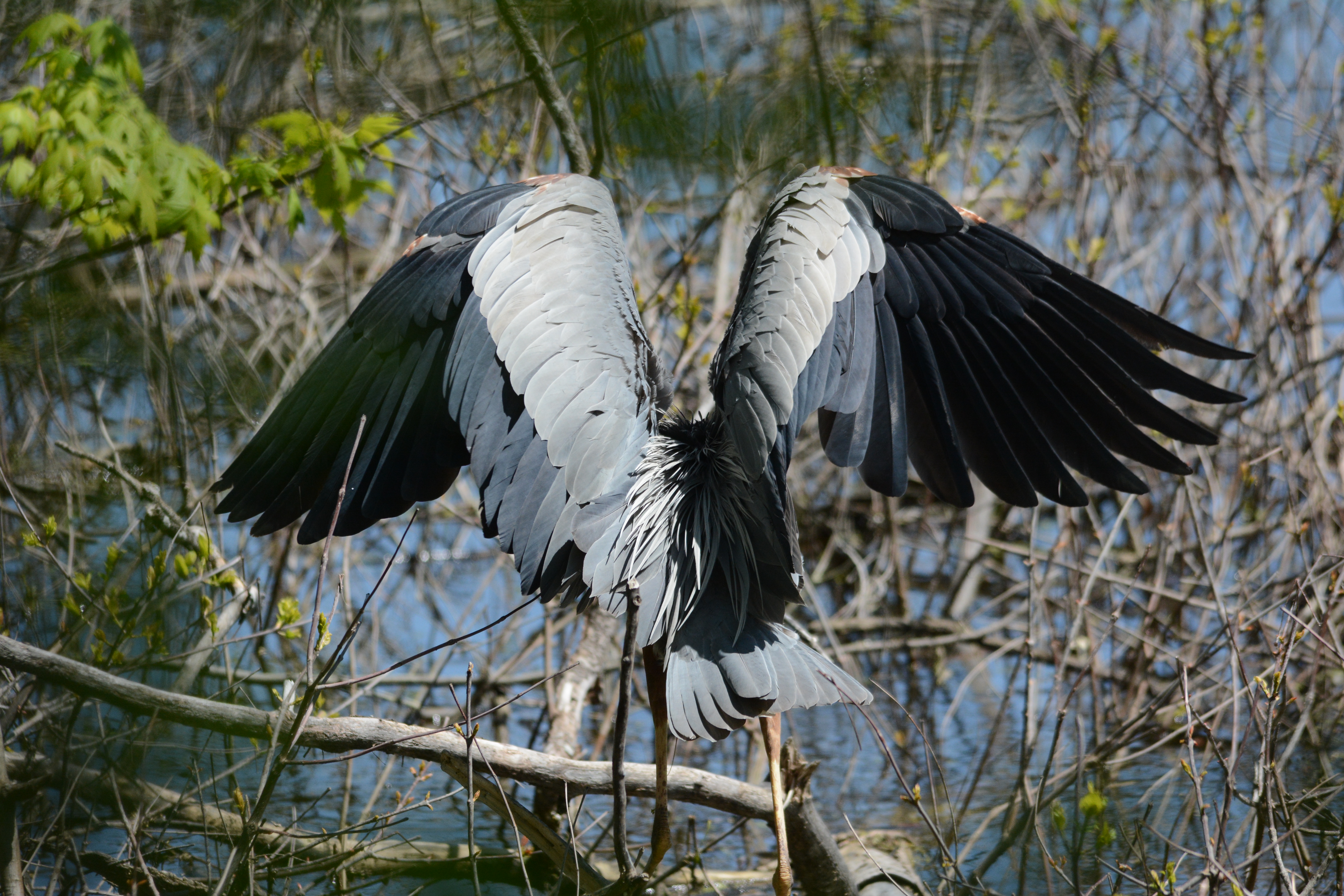grand héron vu de dos
