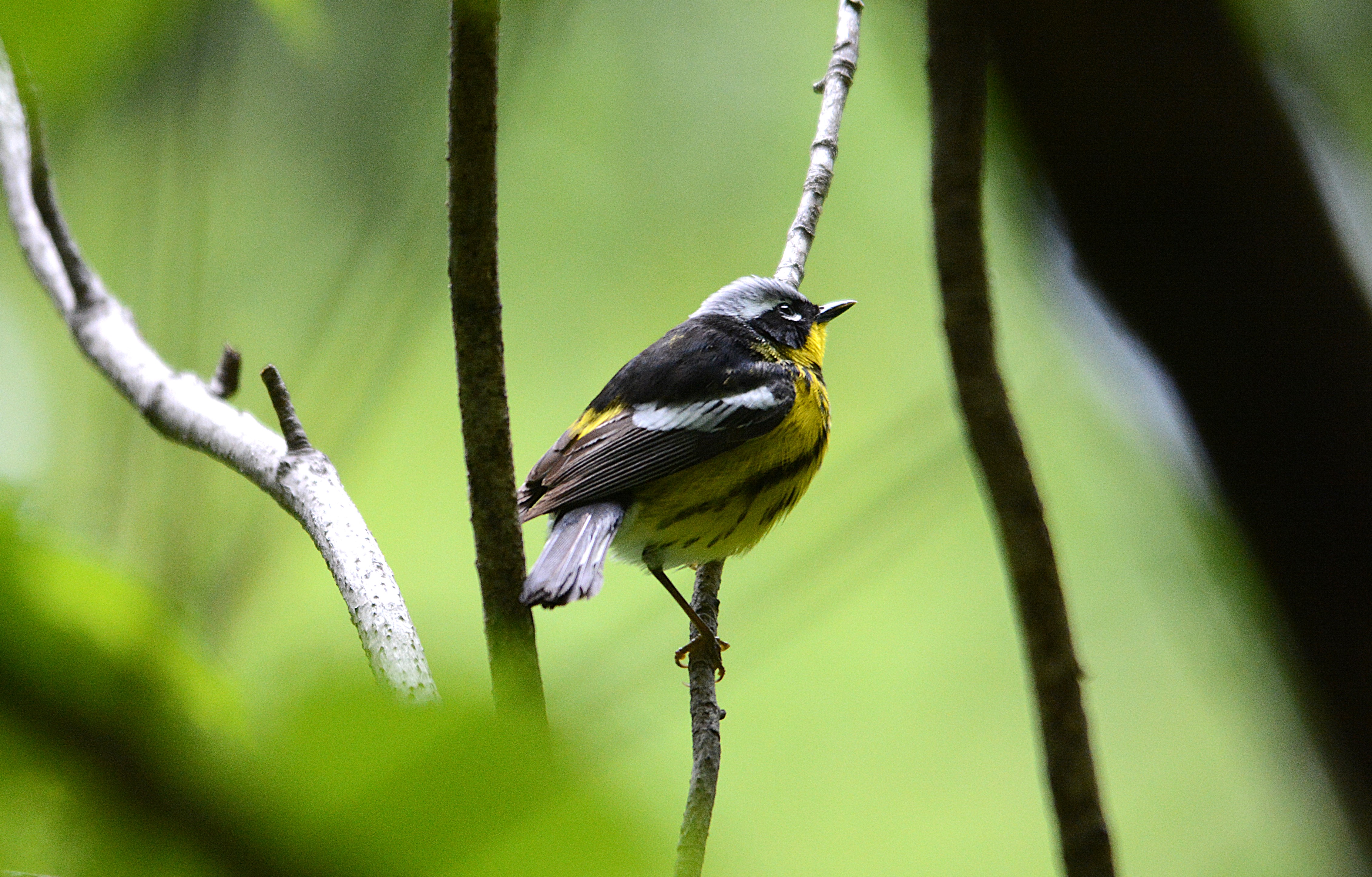 paruline à croupion jaune