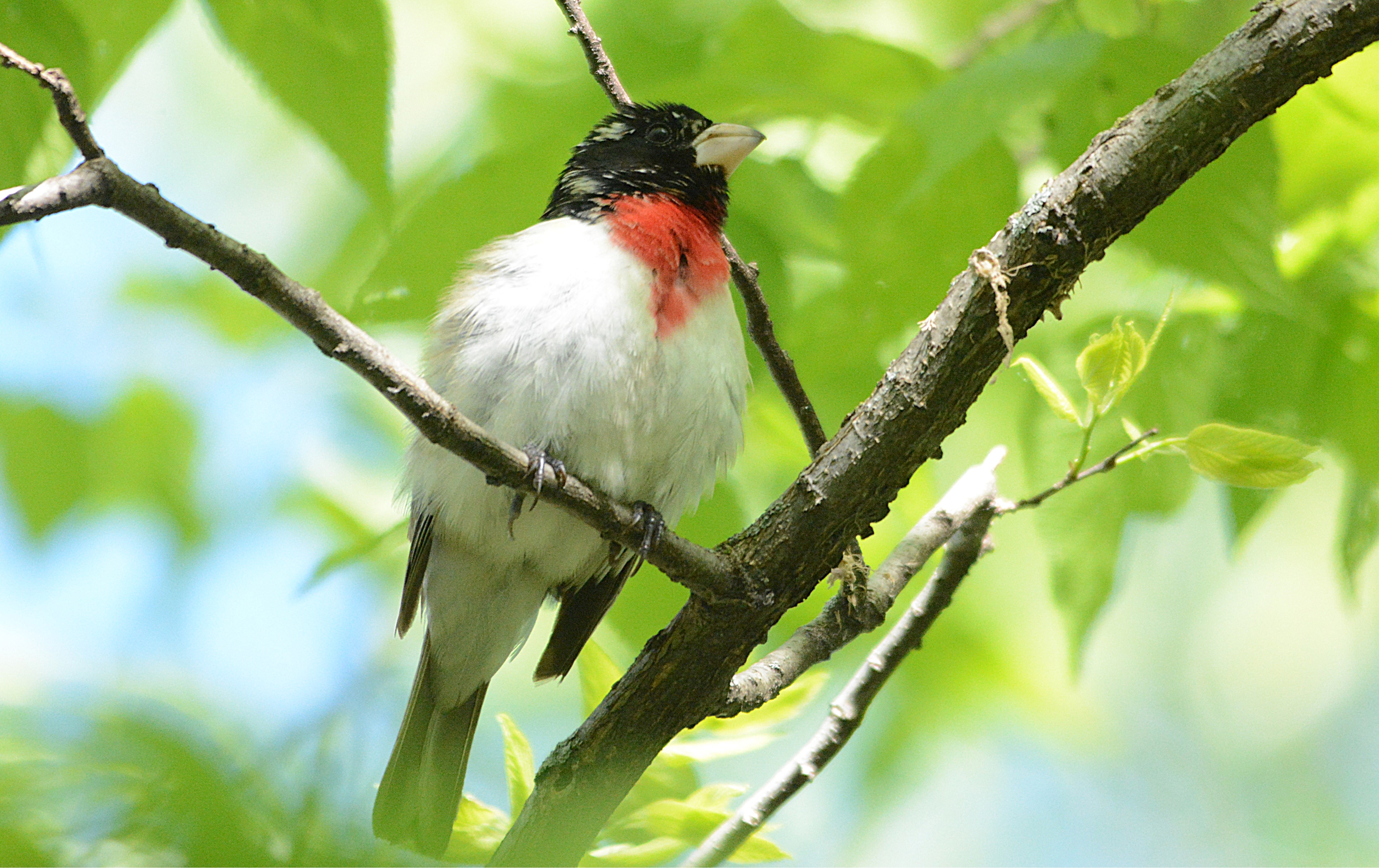 cardinal à poitrine rose mâle