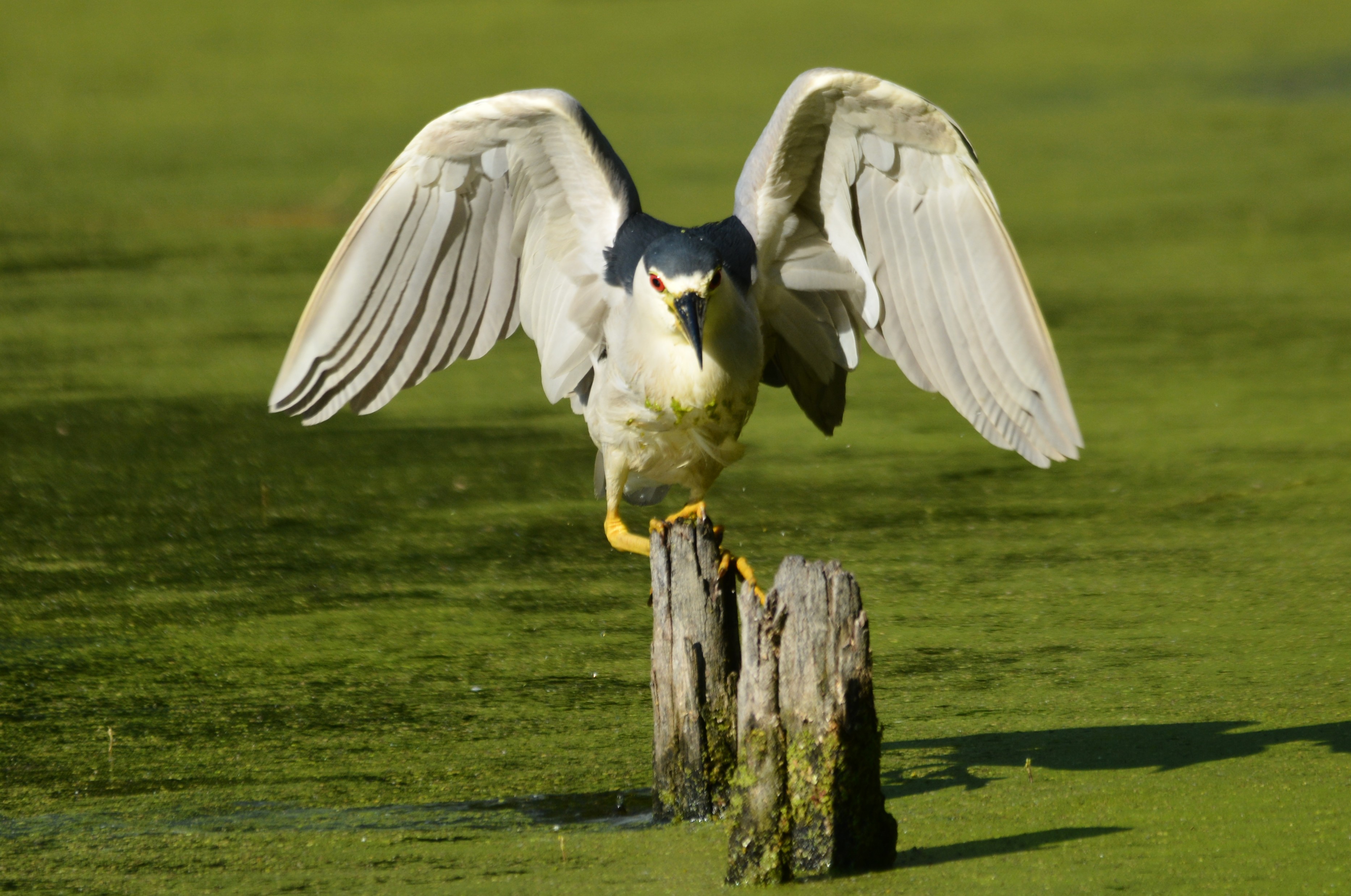 bihoreau gris sous la forme d'un ange